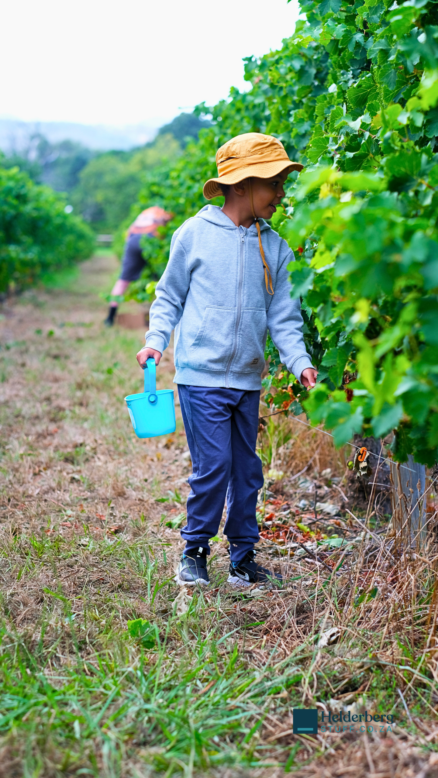 Somerset West families head to Lourensford Estate for the 2026 Hanepoot Harvest