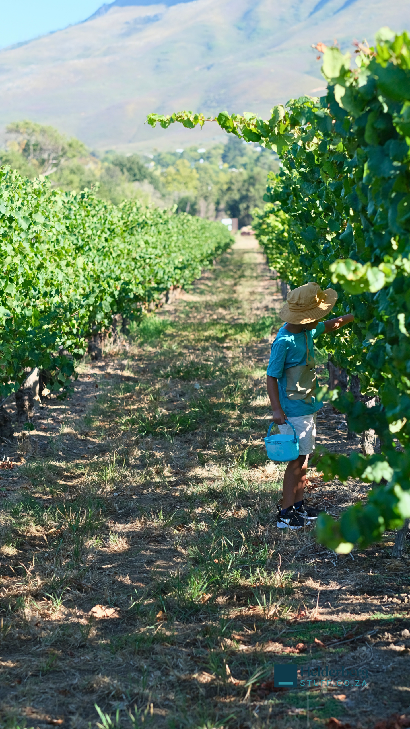 Lourensford Estate Hanepoot Harvest brings Somerset West locals to the vineyards for a second week