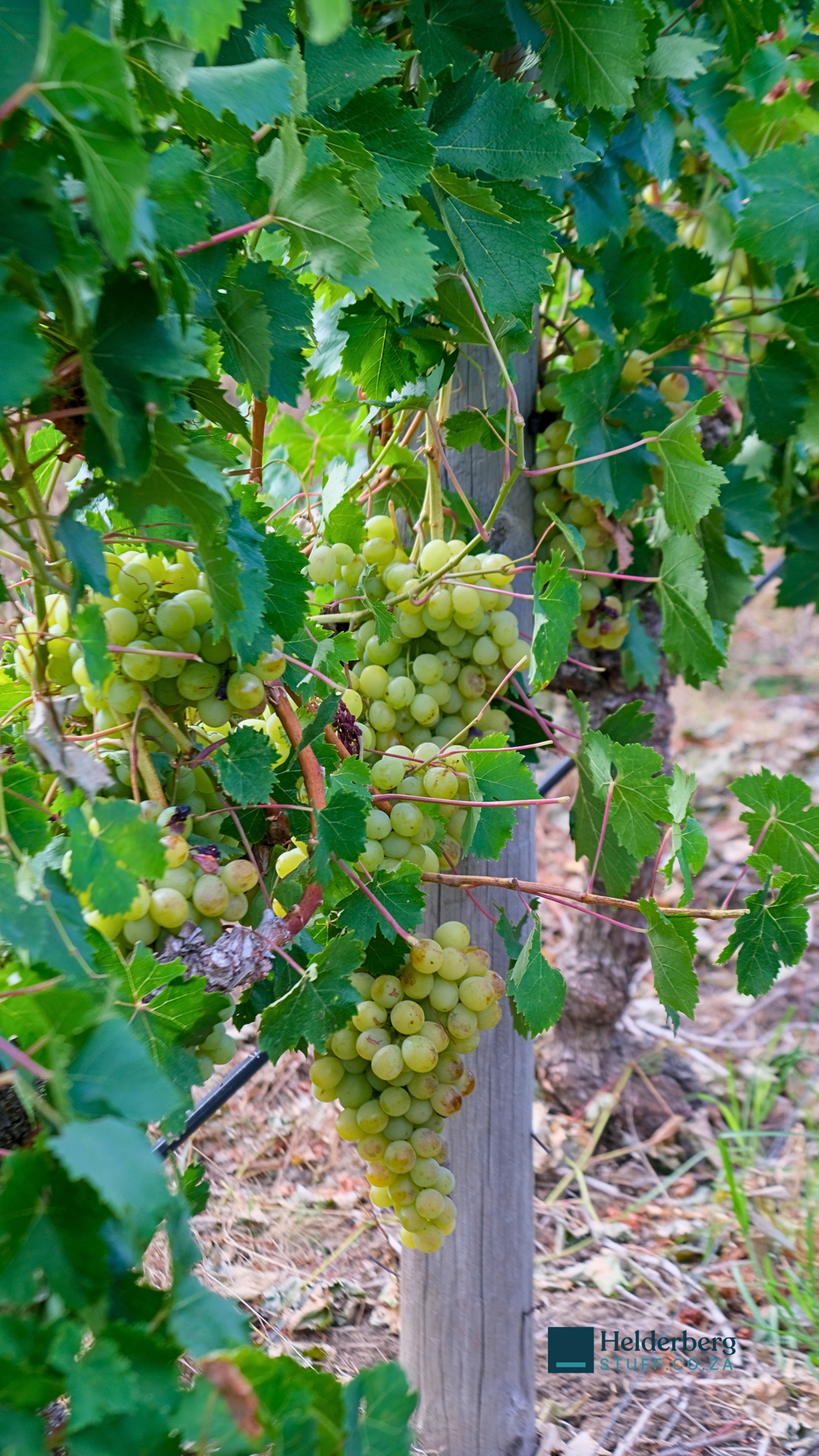 Somerset West families head to Lourensford Estate for the 2026 Hanepoot Harvest