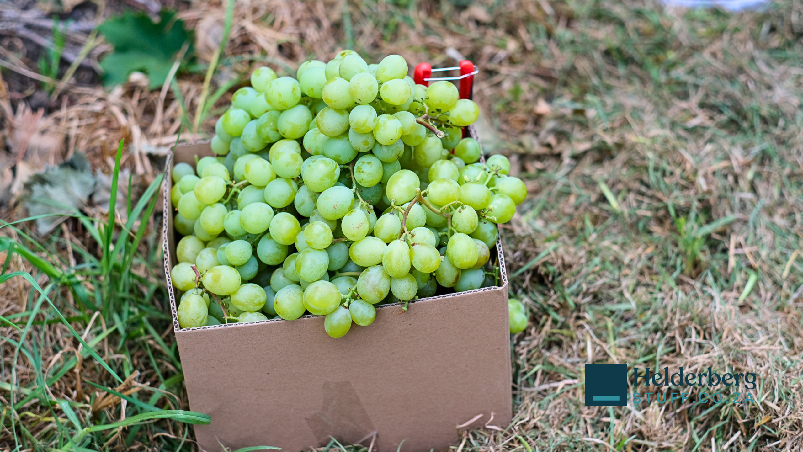 Lourensford Estate Hanepoot Harvest brings Somerset West locals to the vineyards for a second week