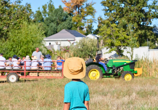 Why we returned to Lourensford Estate's Hanepoot Harvest for a second weekend