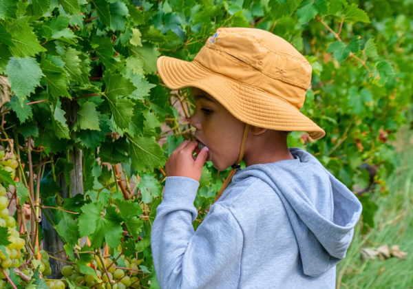 A family day at Lourensford Estate's 2026 Hanepoot Harvest in Somerset West