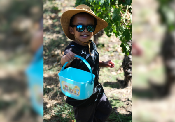 Our Family's First Hanepoot Harvest at Lourensford Estate in Somerset West