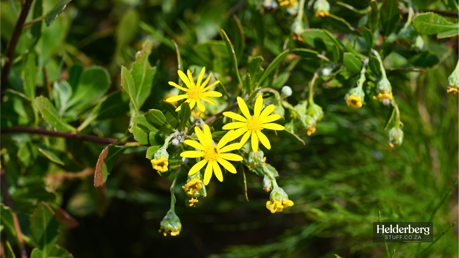 Spending Heritage Day at Helderberg Nature Reserve
